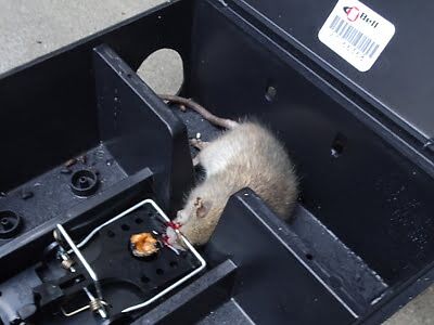 rodent trapping